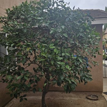 Diamond Tree Service - Trimmed my Orange Tree, looks clean and I have more natural light through my office window now! Yay - Tree Services Near Me - Perris, California Diamond Tree Service - Trimmed my Orange Tree, looks clean and I have more natural light through my office window now! Yay - Tree Services Near Me - Perris, California