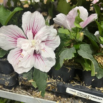 Leaf Landscape Supply - Althea - Nurseries & Gardening Near Me - Austin, Texas Leaf Landscape Supply - Althea - Nurseries & Gardening Near Me - Austin, Texas