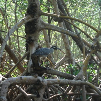 Ted Sperling Park - lots of birds - Rafting/Kayaking Near Me - Sarasota, Florida Ted Sperling Park - lots of birds - Rafting/Kayaking Near Me - Sarasota, Florida