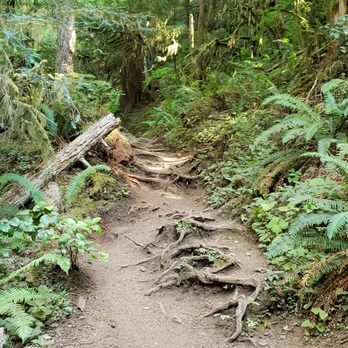 Mount Storm King - Most of the trail - Hiking Near Me - Port Angeles, Washington Mount Storm King - Most of the trail - Hiking Near Me - Port Angeles, Washington