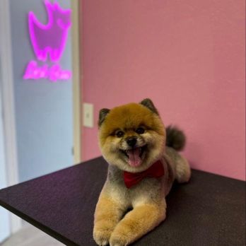 Lush Spaw - Pet Groomers Near Me - Santa Clara, California Lush Spaw - Pet Groomers Near Me - Santa Clara, California