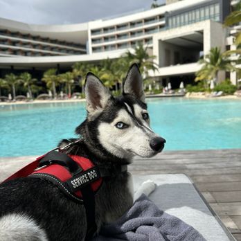Paws 'n' Rec - Jones - Pet Training Near Me - Las Vegas, Nevada