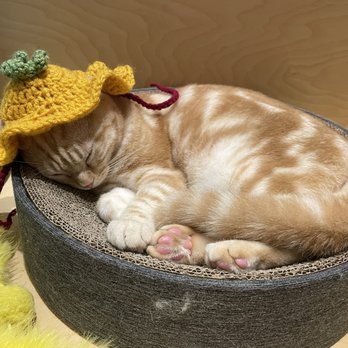 Cat Café MOFF - Themed Cafes Near Me - Honolulu, Hawaii Cat Café MOFF - Themed Cafes Near Me - Honolulu, Hawaii