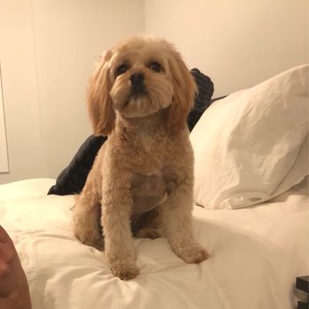 Alvi’s Grooming Spa - Cavapoo hair cut - Pet Groomers Near Me - Hoboken, New Jersey
