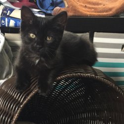 Stray Haven Humane Society - Senya