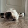 Photo of Gizmo Pet Spa