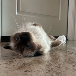 Gizmo Pet Spa
