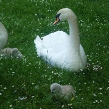 Greenbank Park - Parks Near Me - Liverpool, XMS