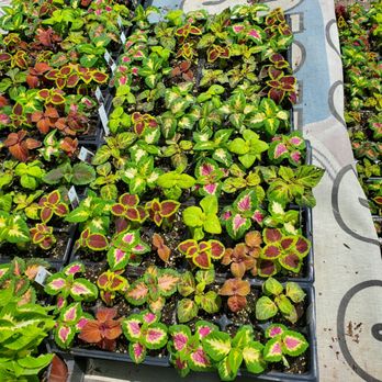 Martinez Nursery - A tray for $12 ! Good deal! - Nurseries & Gardening Near Me - Buena Park, California Martinez Nursery - A tray for $12 ! Good deal! - Nurseries & Gardening Near Me - Buena Park, California