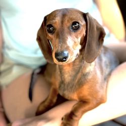 Hill Country Dachshunds