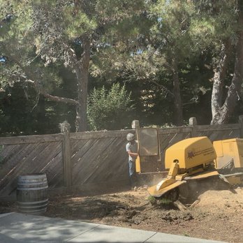 Good Stump Removal - Removing Olive tree stump - Tree Services Near Me - Napa, California