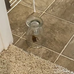 cockroaches - what else is there to say? cockroaches - what else is there to say?