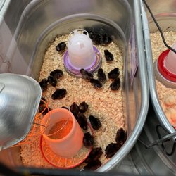 Tractor Supply - Baby Chicks!