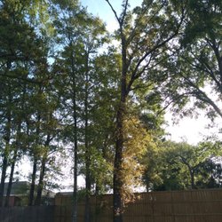 T & D Professional Tree Removal - Before