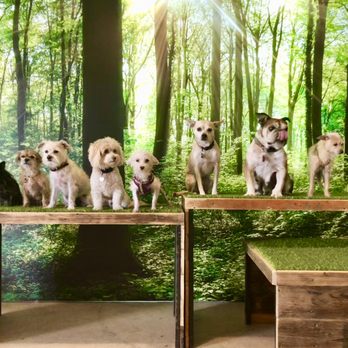 Eastside Hounds - Pet Training Near Me Eastside Hounds - Pet Training Near Me