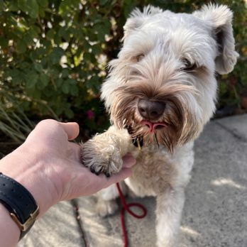 Wag And Paw Training - Pet Training Near Me Wag And Paw Training - Pet Training Near Me