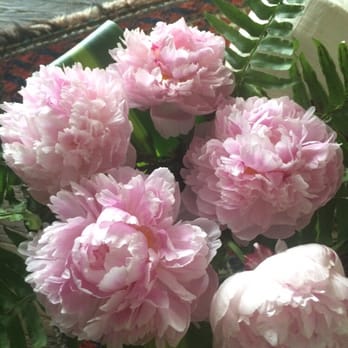 Flowers From the Rainflorist - Amazing Peonies - Florists Near Me - Cooper City, Florida Flowers From the Rainflorist - Amazing Peonies - Florists Near Me - Cooper City, Florida