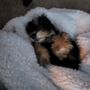 Photo of All Star Family Pets