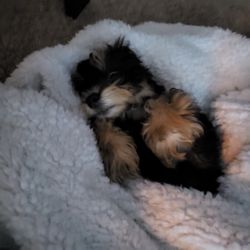 All Star Family Pets - My Havapoo