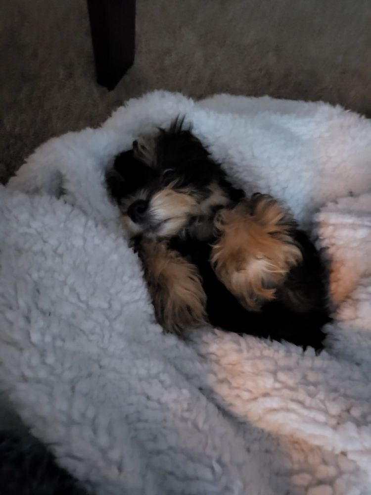 ALL STAR FAMILY PETS Updated October 2024 21 Photos & 16 Reviews