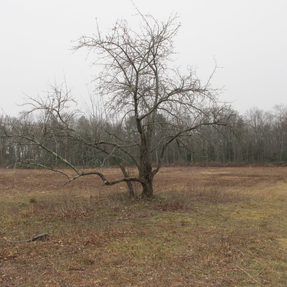 Steere Hill Trail - Lonely little tree - Hiking Near Me - Glocester, Rhode Island