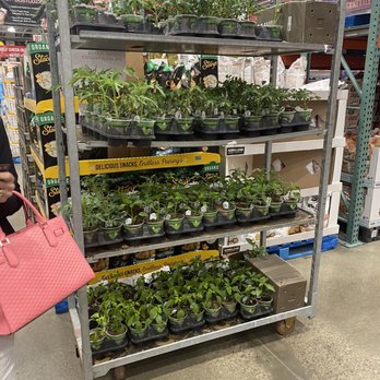 Costco Wholesale - Plants - Wholesale Stores Near Me - Brentwood, Tennessee