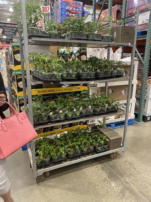 Costco Wholesale by null