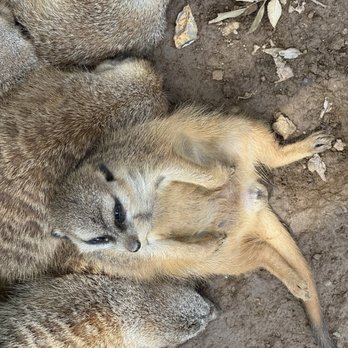 Nashville Zoo - Meercat - Zoos Near Me - Nashville, Tennessee Nashville Zoo - Meercat - Zoos Near Me - Nashville, Tennessee