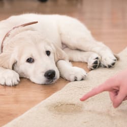 Baum Cleaning - Odor Removal Carpet Cleaning Kansas City