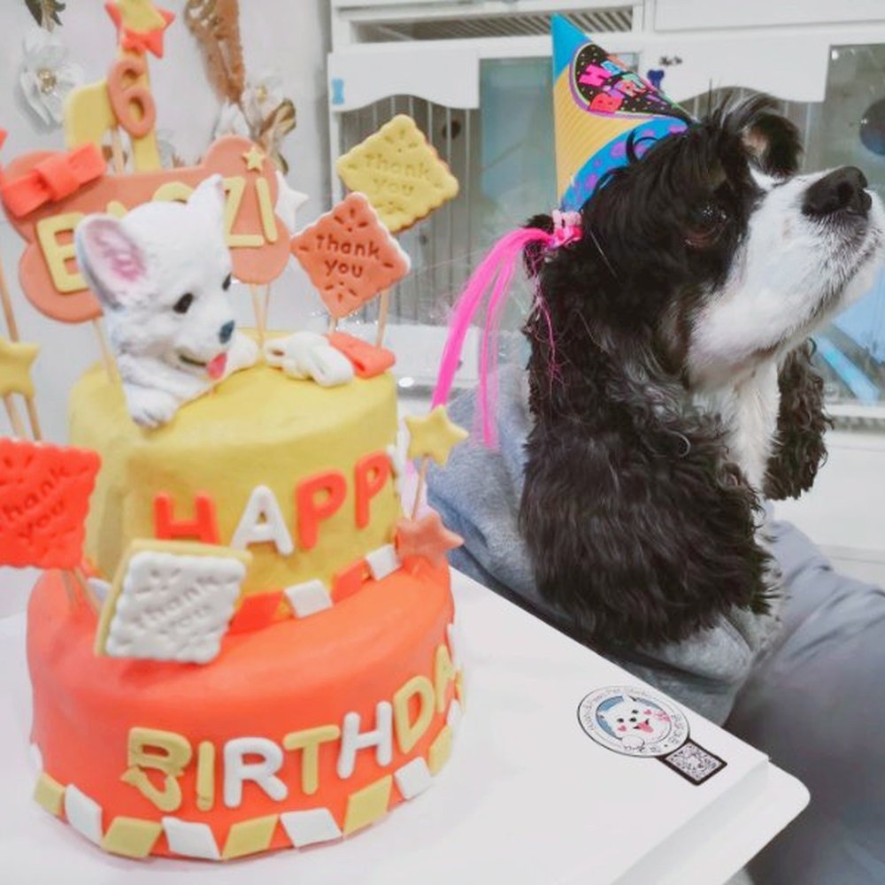 Bobby & Paws Pet Studio - Pet Groomers Near Me - Queens, New York