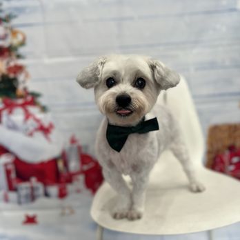 Lush Spaw - Christmas cut! So dapper, thanks Elena! - Pet Groomers Near Me - Santa Clara, California Lush Spaw - Christmas cut! So dapper, thanks Elena! - Pet Groomers Near Me - Santa Clara, California