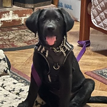 Laguna Veterinary Hospital - Casey has the best vet! - Veterinarians Near Me - Santa Rosa, California