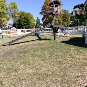Minnesota Harvest Apple Orchard - Goats - Pick Your Own Farms Near Me - Jordan, Minnesota