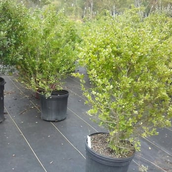 Carruth Irrigation & Landscape - several potted trees - Landscaping Near Me - Longview, Texas