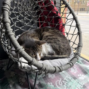 Lazy Cat Lounge - Arlo the cat, a bit more standoffish but very cute - Themed Cafes Near Me - Lowell, Massachusetts Lazy Cat Lounge - Arlo the cat, a bit more standoffish but very cute - Themed Cafes Near Me - Lowell, Massachusetts