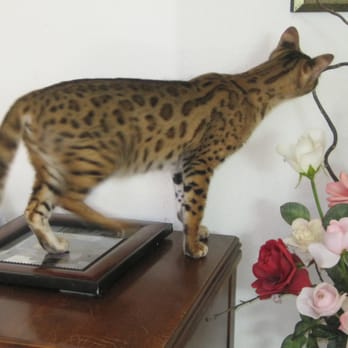 Asia Exotics - Pet Training Near Me Asia Exotics - Pet Training Near Me