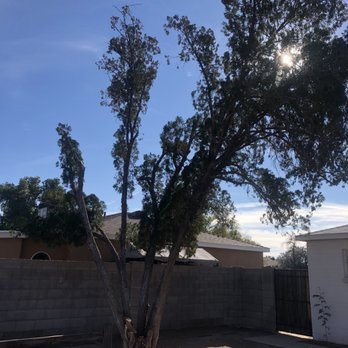 Jaguars Landscaping - After tree 2 - Landscaping Near Me - Phoenix, Arizona