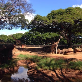 Honolulu Zoo - Nice surroundings for the giraffes - Zoos Near Me - Honolulu, Hawaii