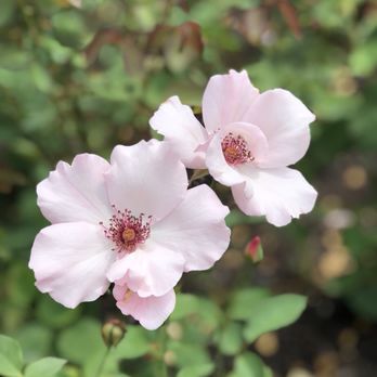 Chicago Botanic Garden - Botanical Gardens Near Me - Glencoe, Illinois