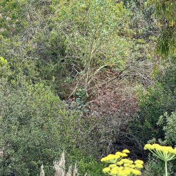 Pedro’s Tree Service - Tree Services Near Me Pedro’s Tree Service - Tree Services Near Me