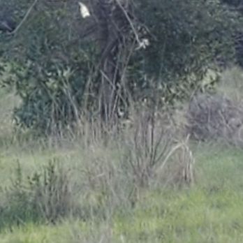 Ulistac Natural Area - Watching the rabbits - Parks Near Me - Santa Clara, California