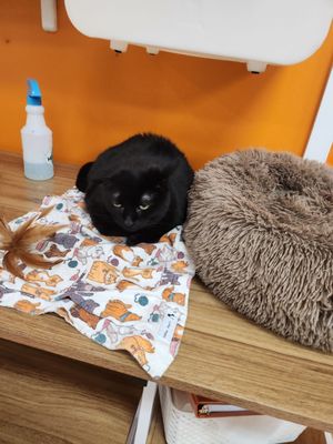 Mew Haven Cat Cafe by null