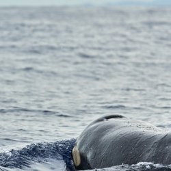 Eco Adventures Puerto Escondido - We saw Killer Whales in our dolphin watching adventure in Puerto Escondido! Orcas are considered part of the dolphin family!