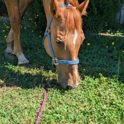 Arlington Equestrian Center