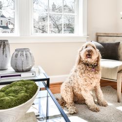 Manor House Apartments - We are a pet friendly apartment complex, so bring your furry friends!