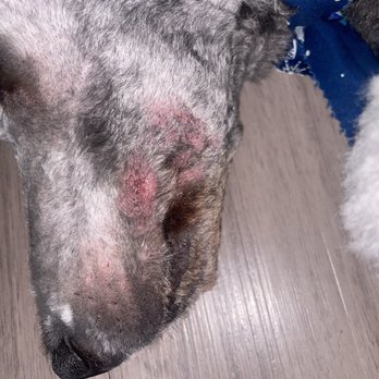 Canine Cottage - Blade burns from not knowing what they are doing. - Pet Groomers Near Me - Sparks, Nevada Canine Cottage - Blade burns from not knowing what they are doing. - Pet Groomers Near Me - Sparks, Nevada