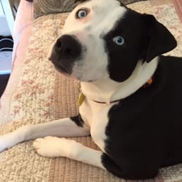 My pup! She loves PURRfect Pet Companion My pup! She loves PURRfect Pet Companion