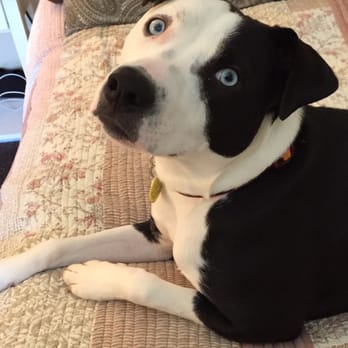 Purrfect Pet Companion - My pup! She loves PURRfect Pet Companion - Dog Walkers Near Me Purrfect Pet Companion - My pup! She loves PURRfect Pet Companion - Dog Walkers Near Me