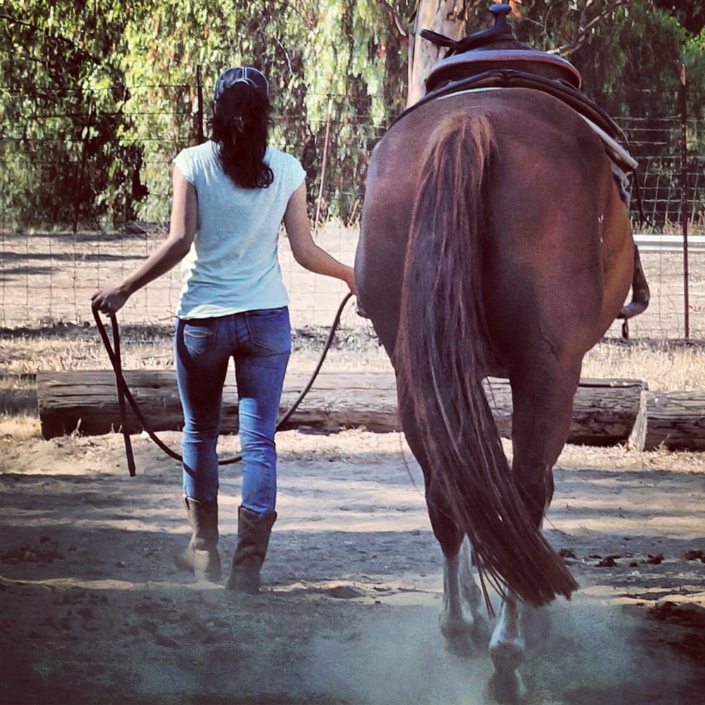 With Cotton, the biggest, gentlest horse Yelp
