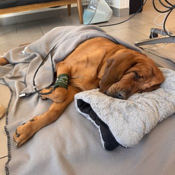VEG ER for Pets - Emergency Pet Hospital Near Me - Nashville, Tennessee VEG ER for Pets - Emergency Pet Hospital Near Me - Nashville, Tennessee